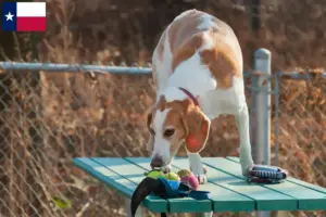 Read more about the article Beagle Harrier breeders and puppies in Texas
