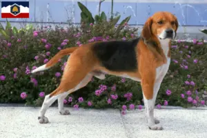 Read more about the article Beagle Harrier breeders and puppies in Utah