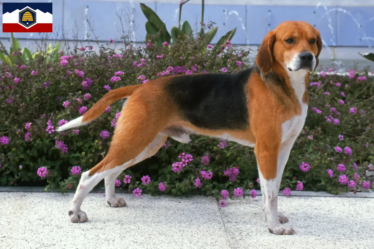 Beagle Harrier puppies and breeders Utah Find Beagle Harrier breeders in Utah.