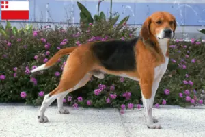 Read more about the article Beagle Harrier breeders and puppies in Utrecht