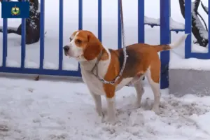Read more about the article Beagle Harrier breeders and puppies in Vermont