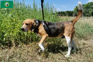 Read more about the article Beagle Harrier breeders and puppies in Washington