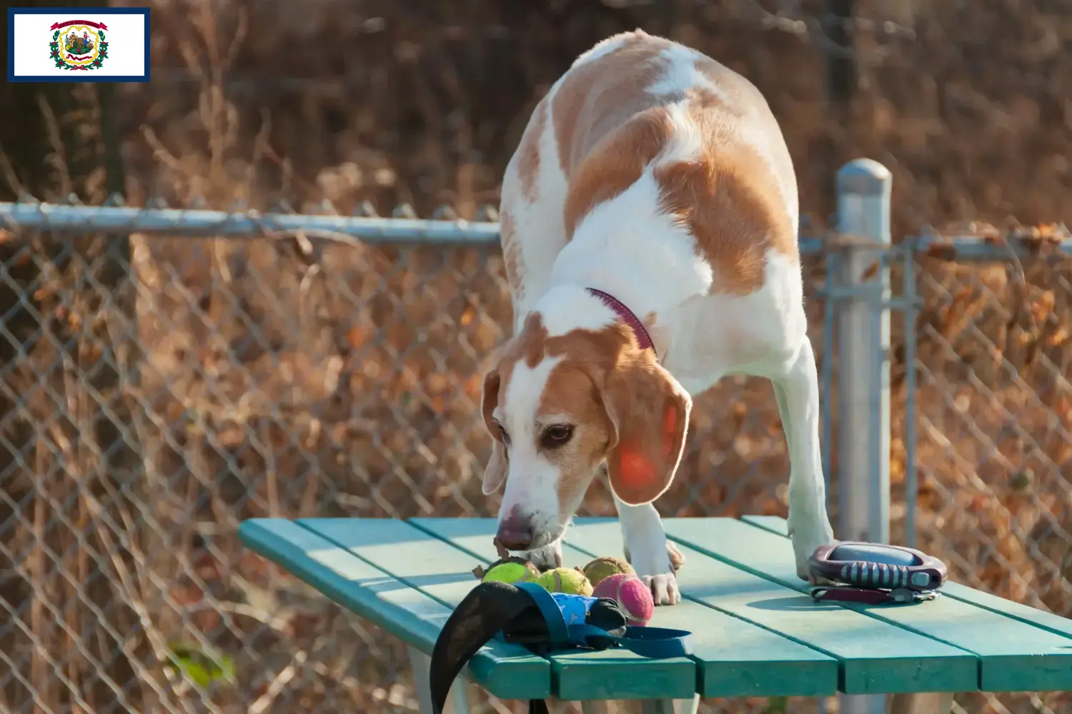 Beagle Harrier puppies and breeders West Virginia Find Beagle Harrier breeders in West Virginia.