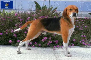 Read more about the article Beagle Harrier breeders and puppies in Wisconsin