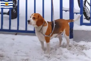Read more about the article Beagle Harrier breeders and puppies in Zeeland