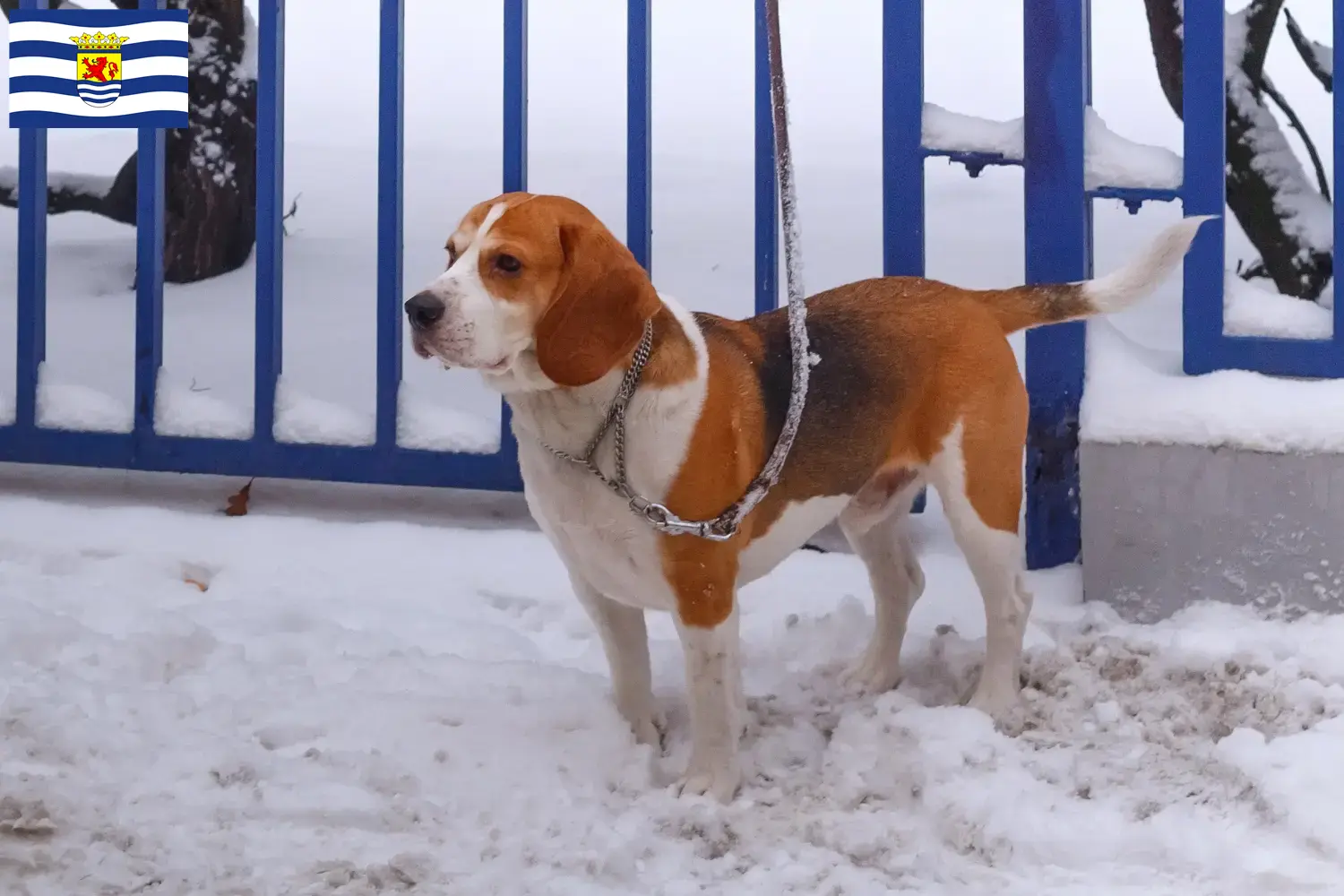 Beagle Harrier puppies and breeders Zeeland Find Beagle Harrier breeders in Zeeland.