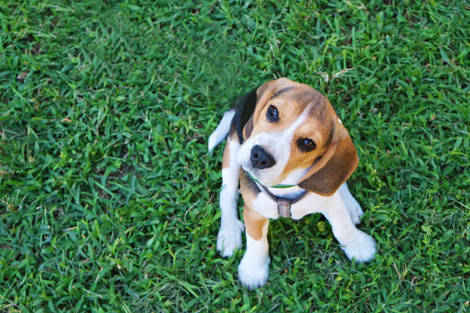 Buying a Beagle puppy means taking responsibility! Buy Beagle puppies.