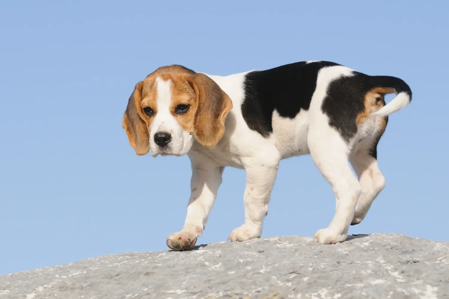Buying a Beagle puppy means taking responsibility! Buy Beagle puppies.