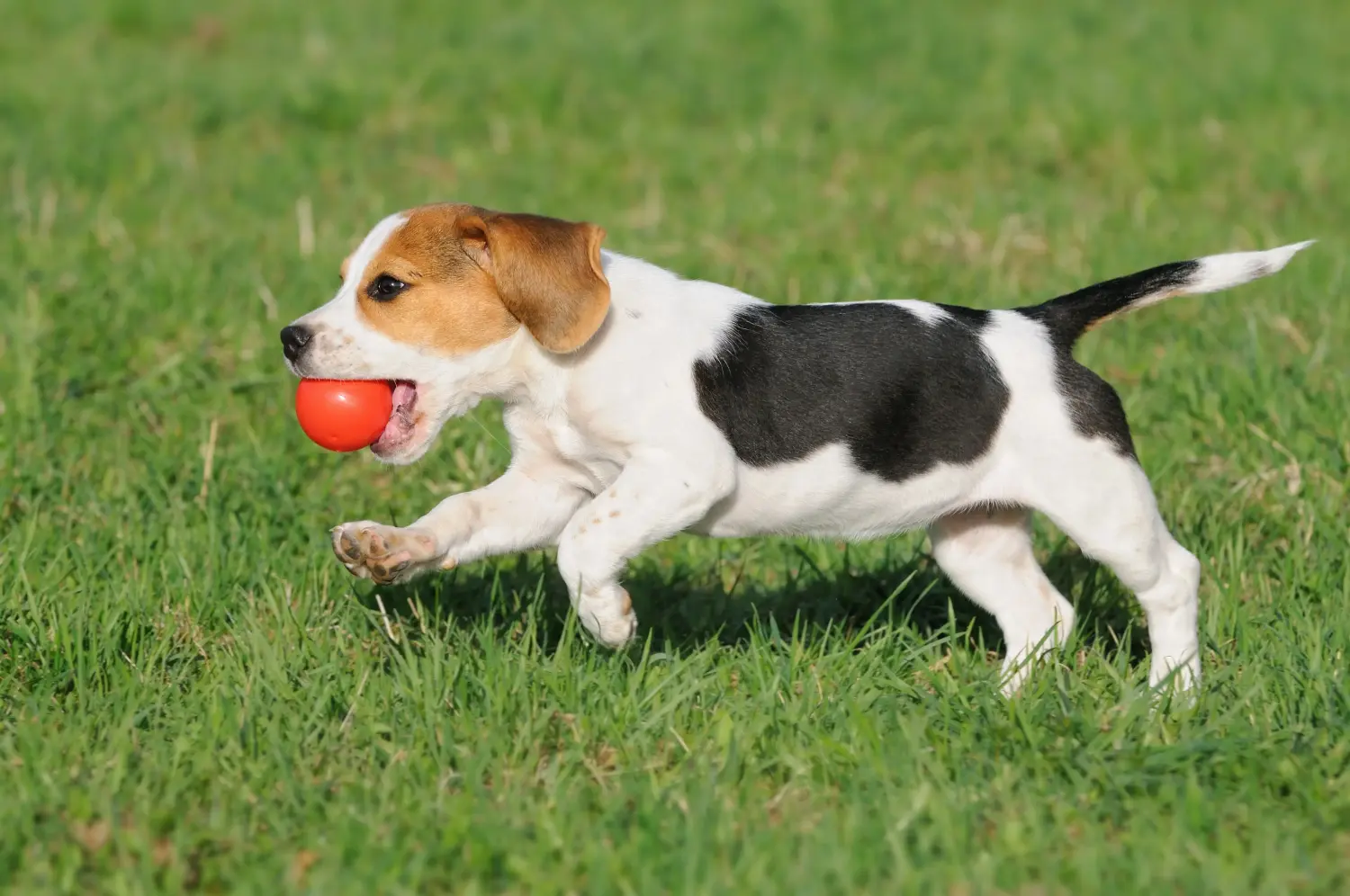 Buying a Beagle puppy means taking responsibility! Buy Beagle puppies.