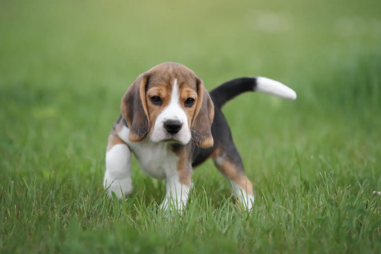 Buying a Beagle puppy means taking responsibility! Buy Beagle puppies.