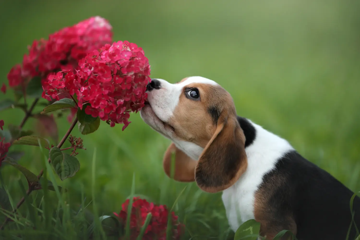 Buying a Beagle puppy means taking responsibility! Buy Beagle puppies.