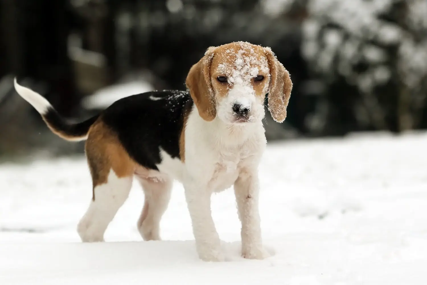 Buying a Beagle puppy means taking responsibility! Buy Beagle puppies.