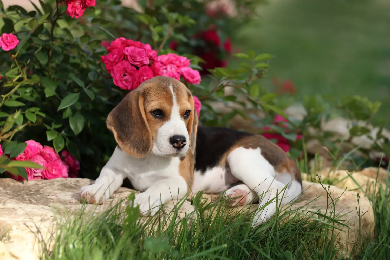 Buying a Beagle puppy means taking responsibility! Buy Beagle puppies.