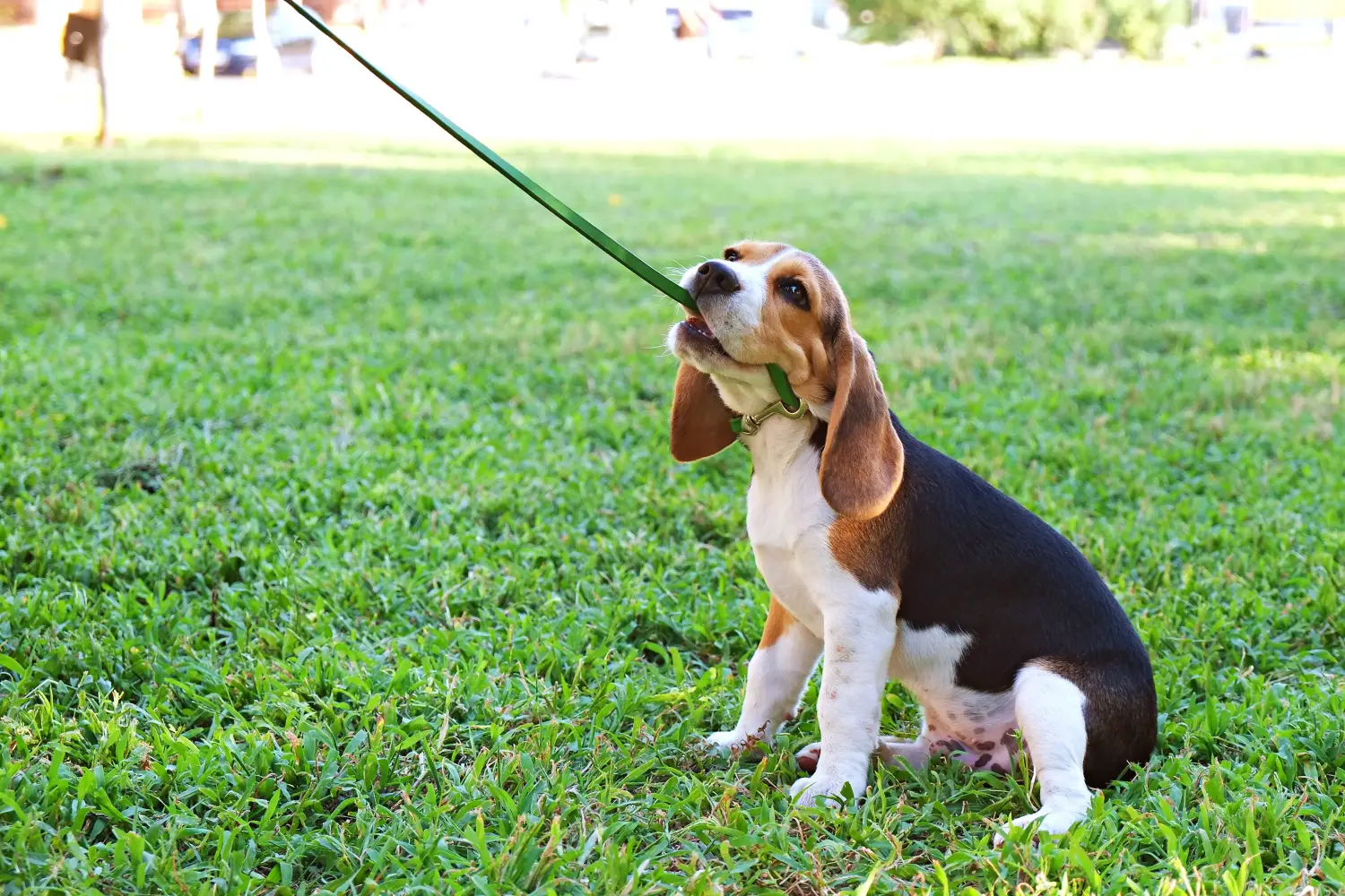 Buying a Beagle puppy means taking responsibility! Buy Beagle puppies.