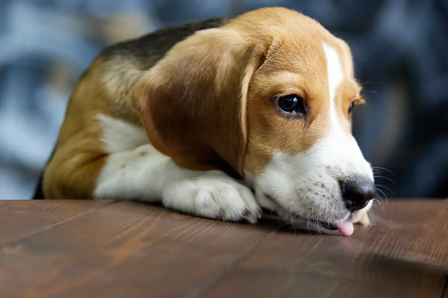 Buying a Beagle puppy means taking responsibility! Buy Beagle puppies.