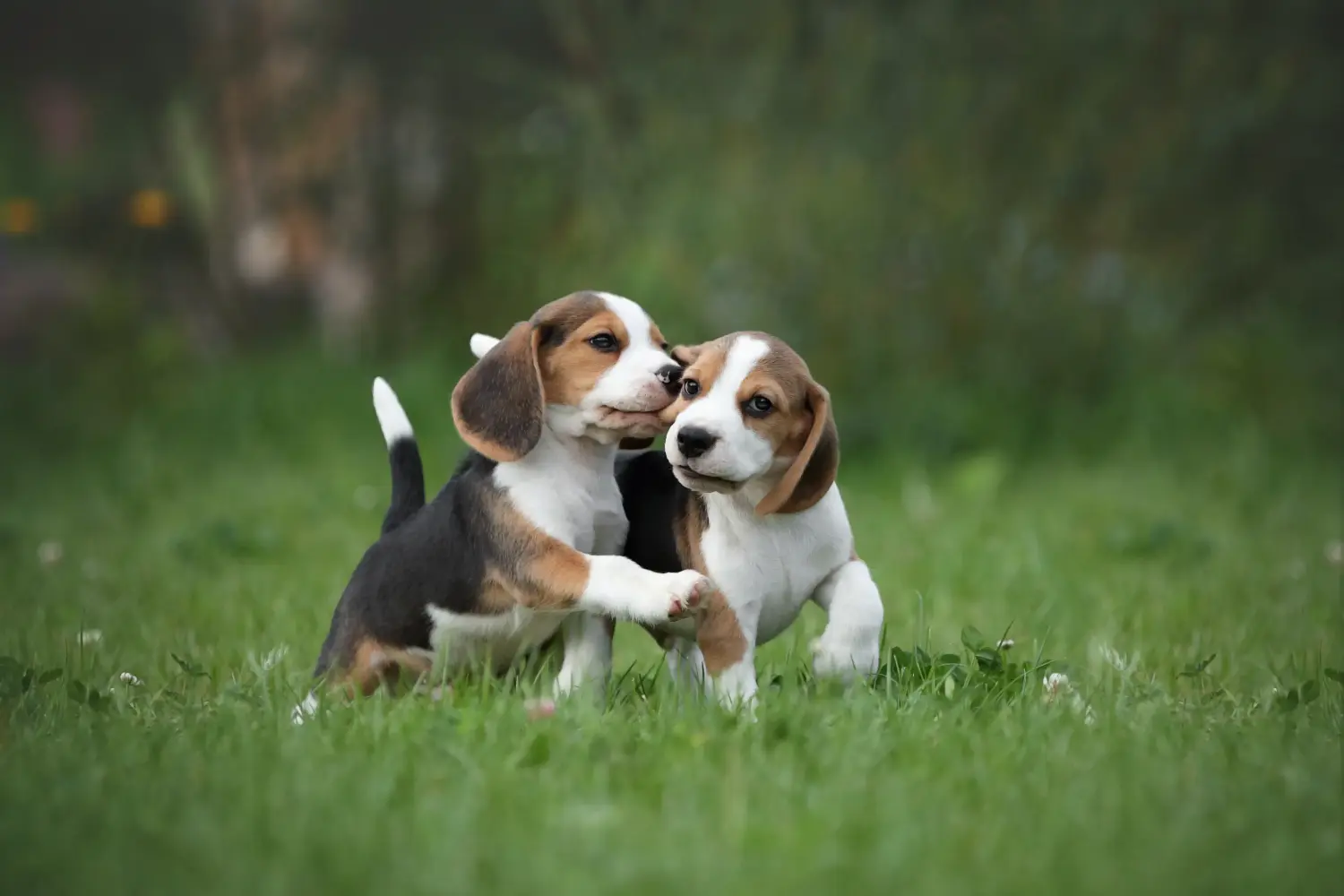 Buying a Beagle puppy means taking responsibility! Buy Beagle puppies.