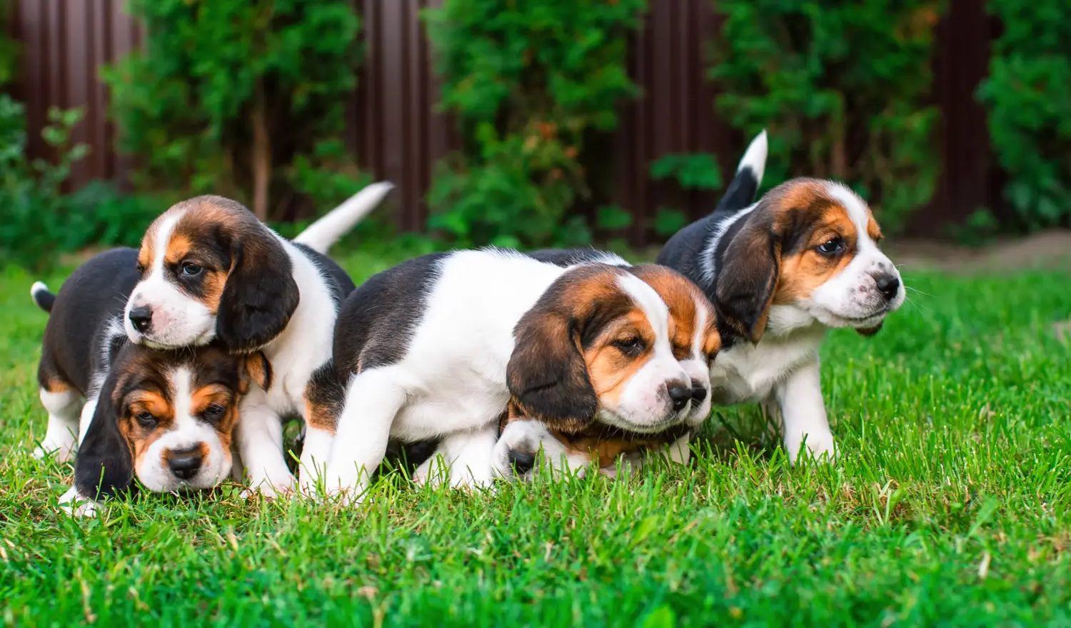 Buying a Beagle puppy means taking responsibility! Buy Beagle puppies.