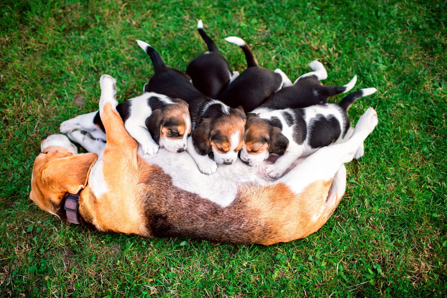 Buying a Beagle puppy means taking responsibility! Buy Beagle puppies.