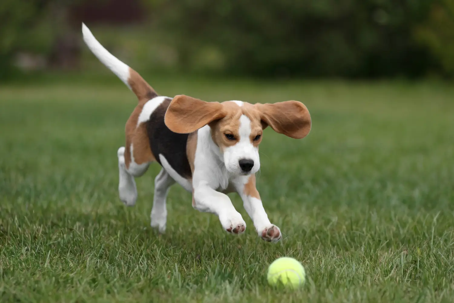 Buying a Beagle puppy means taking responsibility! Buy Beagle puppies.