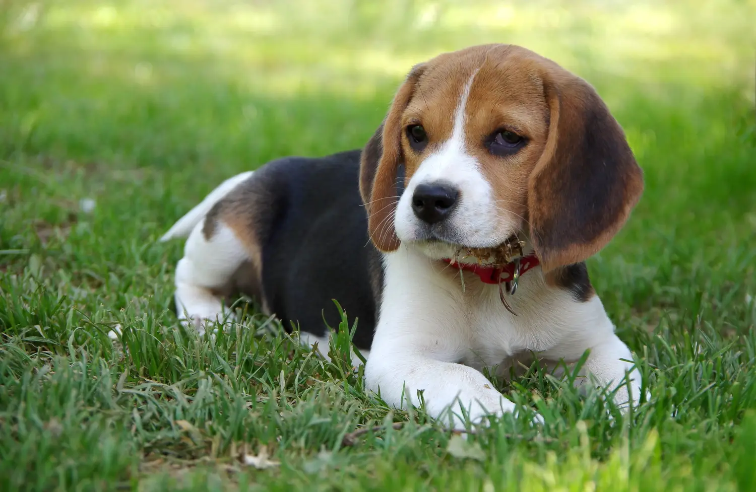 Buying a Beagle puppy means taking responsibility! Buy Beagle puppies.