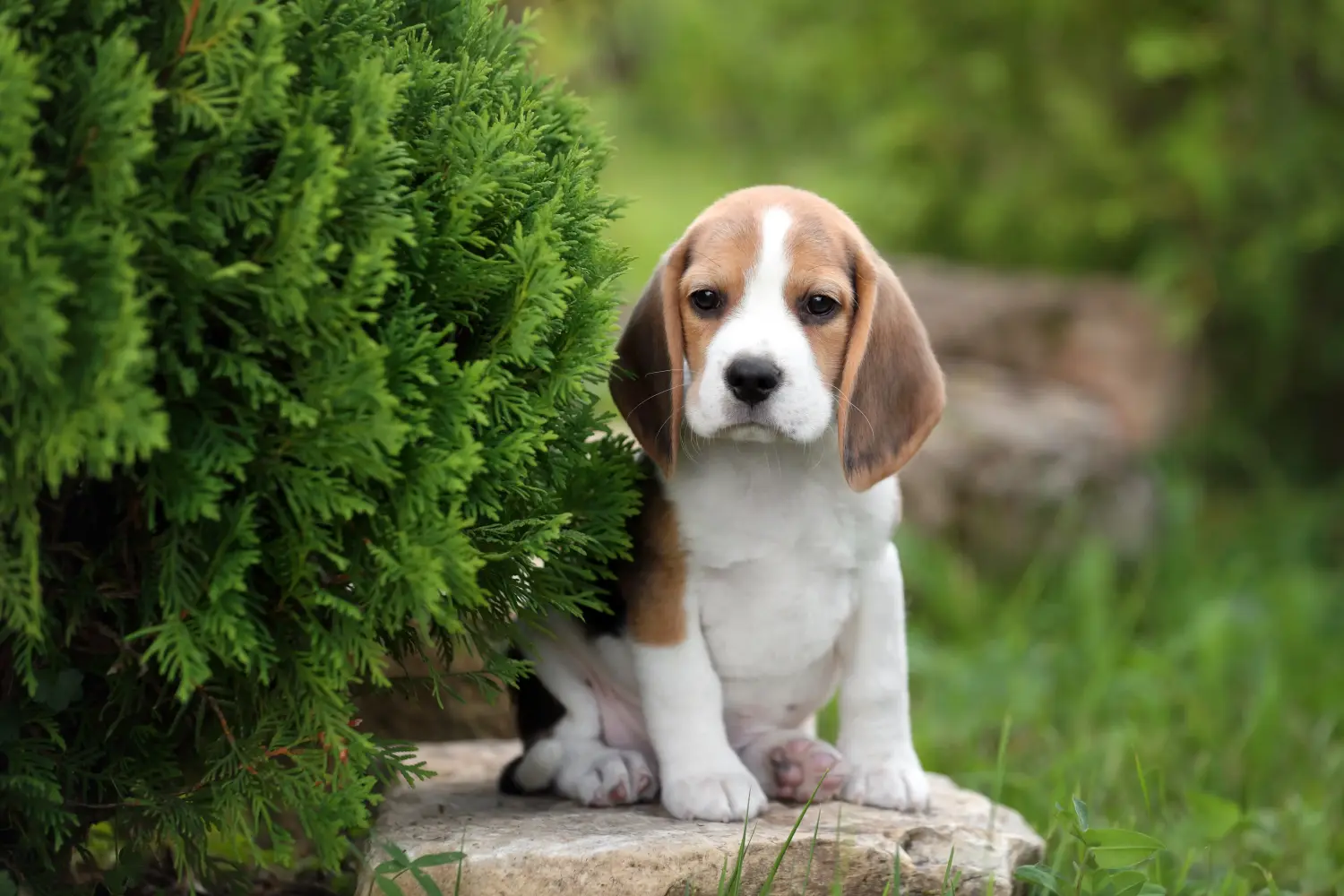 Buying a Beagle puppy means taking responsibility! Buy Beagle puppies.