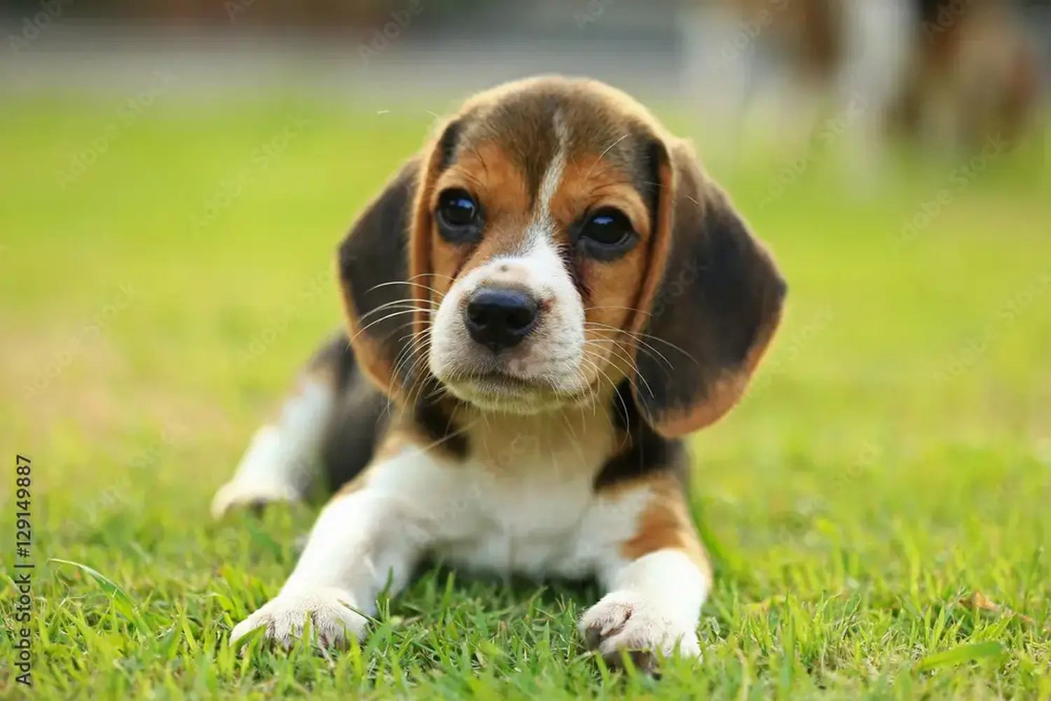 Buying a Beagle puppy means taking responsibility! Buy Beagle puppies.