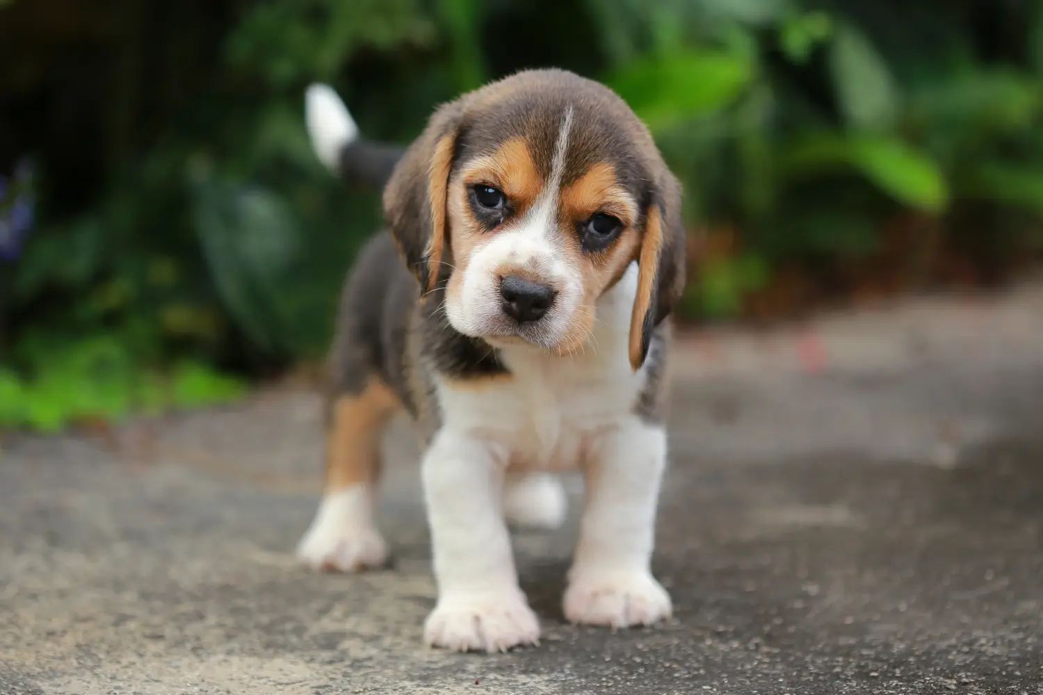 Buying a Beagle puppy means taking responsibility! Buy Beagle puppies.
