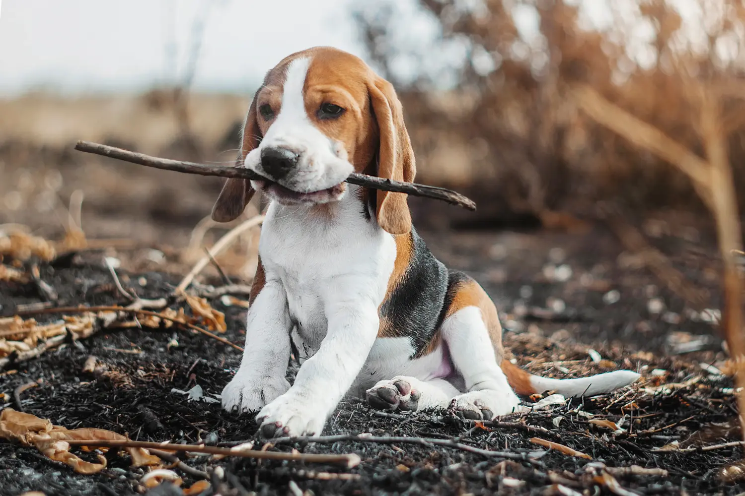 Buying a Beagle puppy means taking responsibility! Buy Beagle puppies.