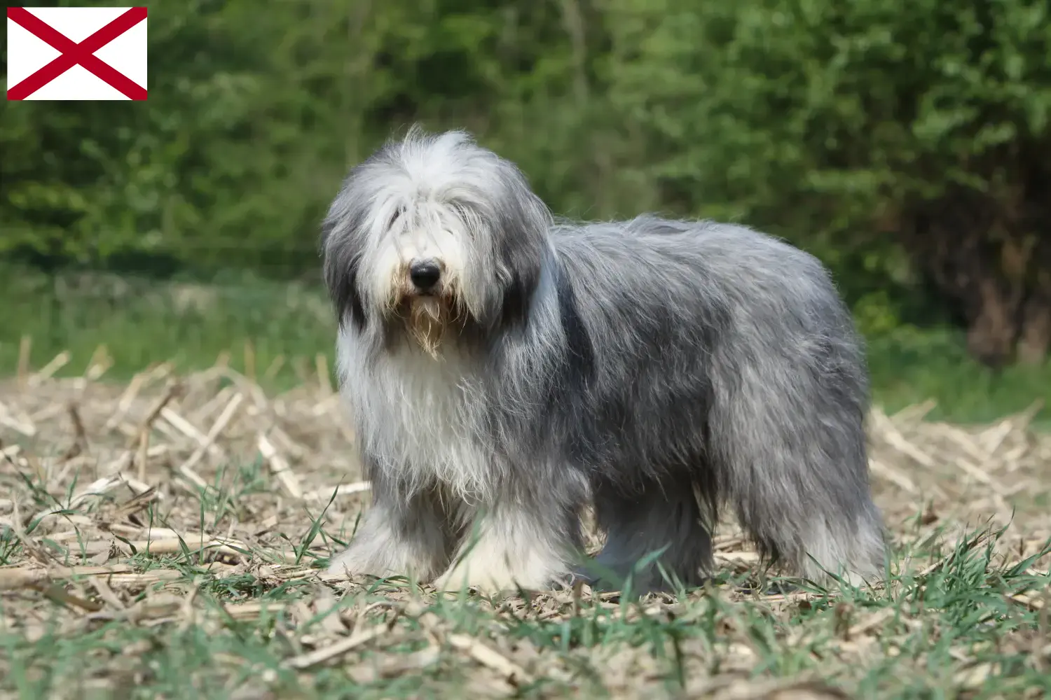 Read more about the article Bearded Collie breeders and puppies in Alabama
