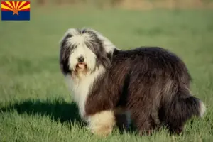 Read more about the article Bearded Collie breeders and puppies in Arizona