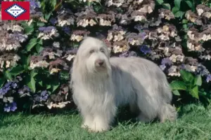 Read more about the article Bearded Collie breeders and puppies in Arkansas