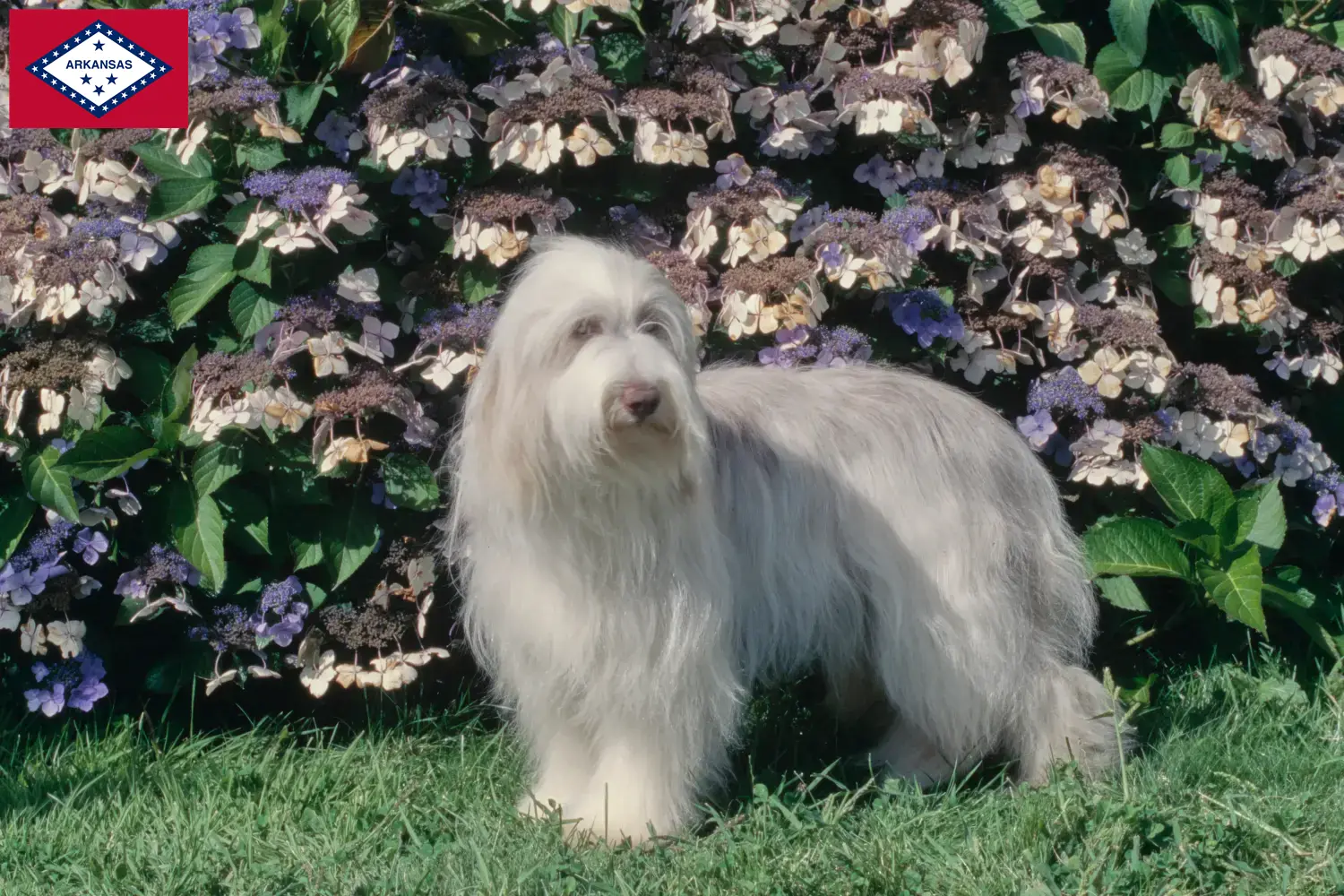 Read more about the article Bearded Collie breeders and puppies in Arkansas