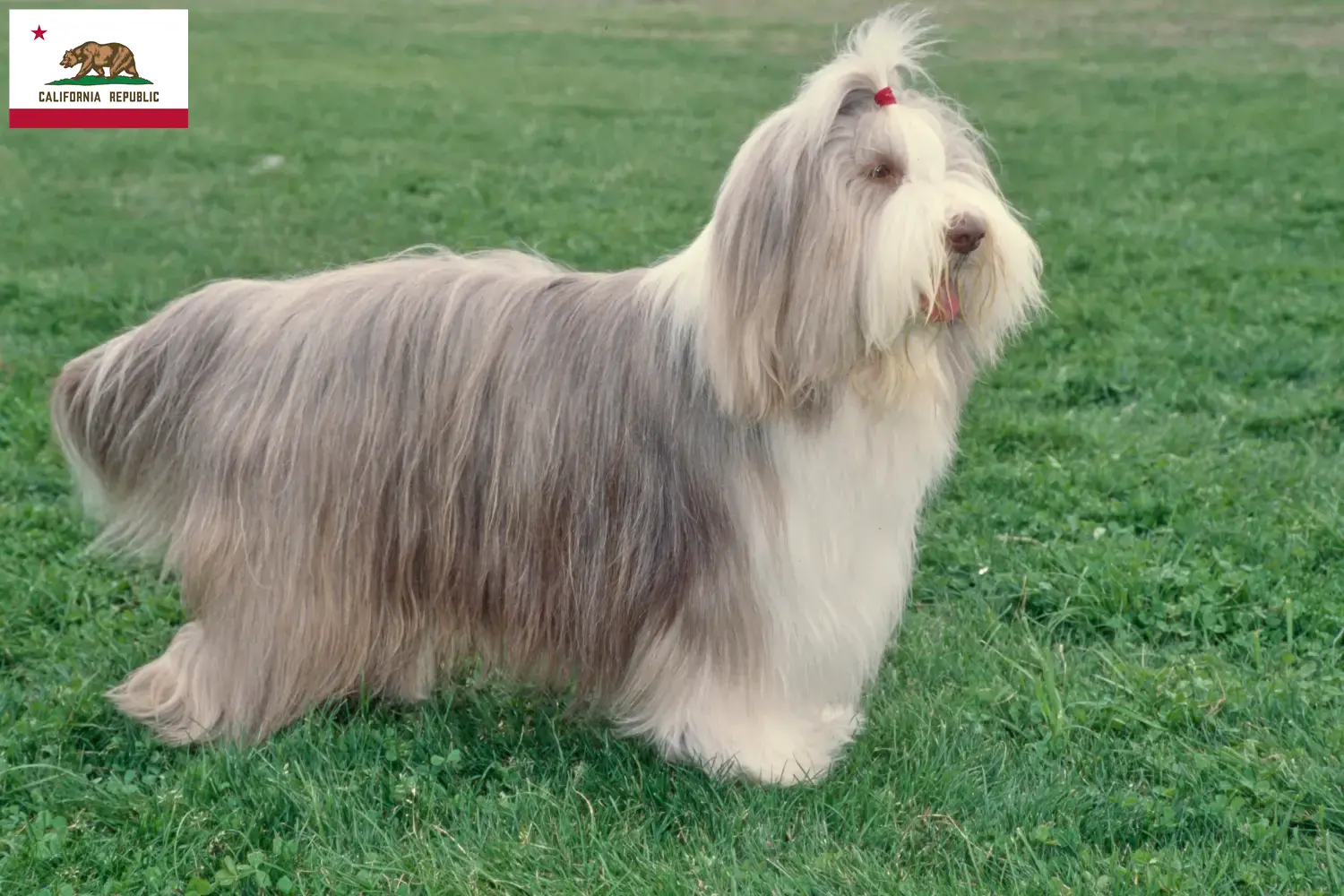 Bearded Collie puppies and breeder California Find Bearded Collies breeders in California.