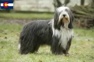 Read more about the article Bearded Collie breeders and puppies in Colorado