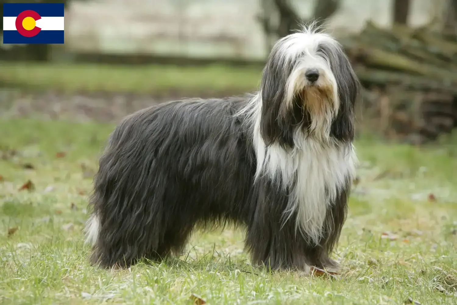 Read more about the article Bearded Collie breeders and puppies in Colorado