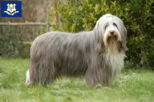 Read more about the article Bearded Collie breeders and puppies in Connecticut