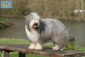 Read more about the article Bearded Collie breeders and puppies in Delaware