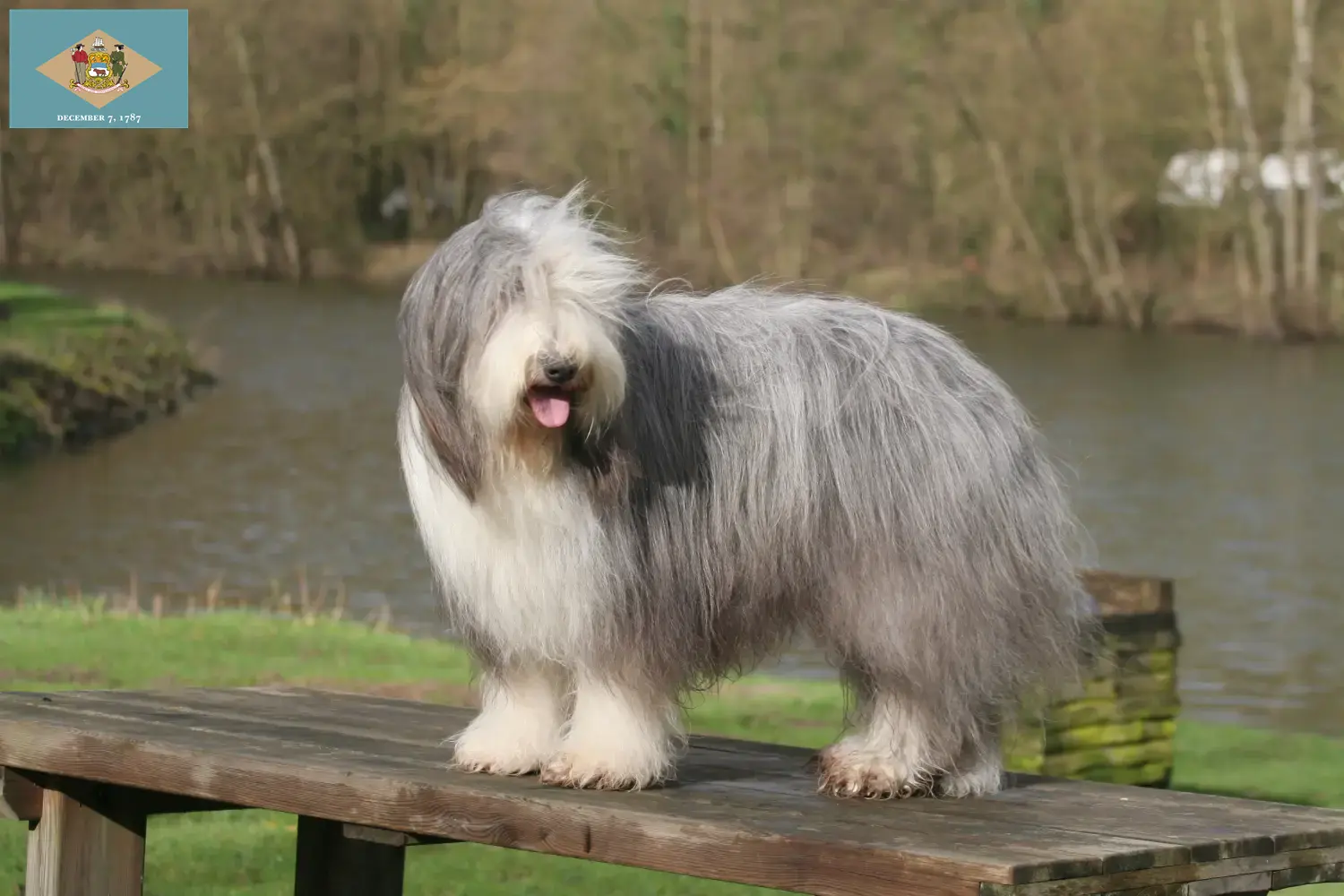 Read more about the article Bearded Collie breeders and puppies in Delaware