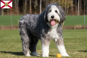 Read more about the article Bearded Collie breeders and puppies in Florida