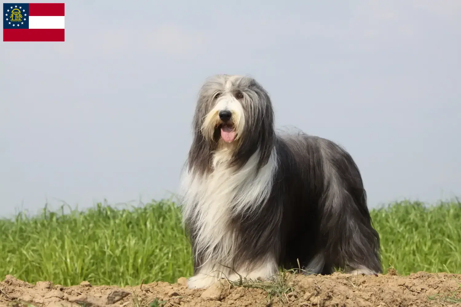 Read more about the article Bearded Collie breeders and puppies in Georgia