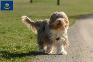 Read more about the article Bearded Collie breeders and puppies in Idaho