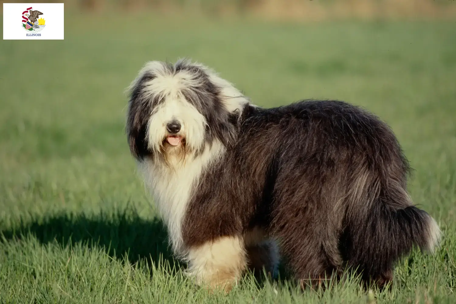 Read more about the article Bearded Collie breeders and puppies in Illinois