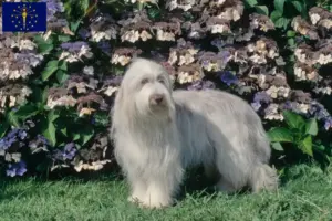 Read more about the article Bearded Collie breeders and puppies in Indiana