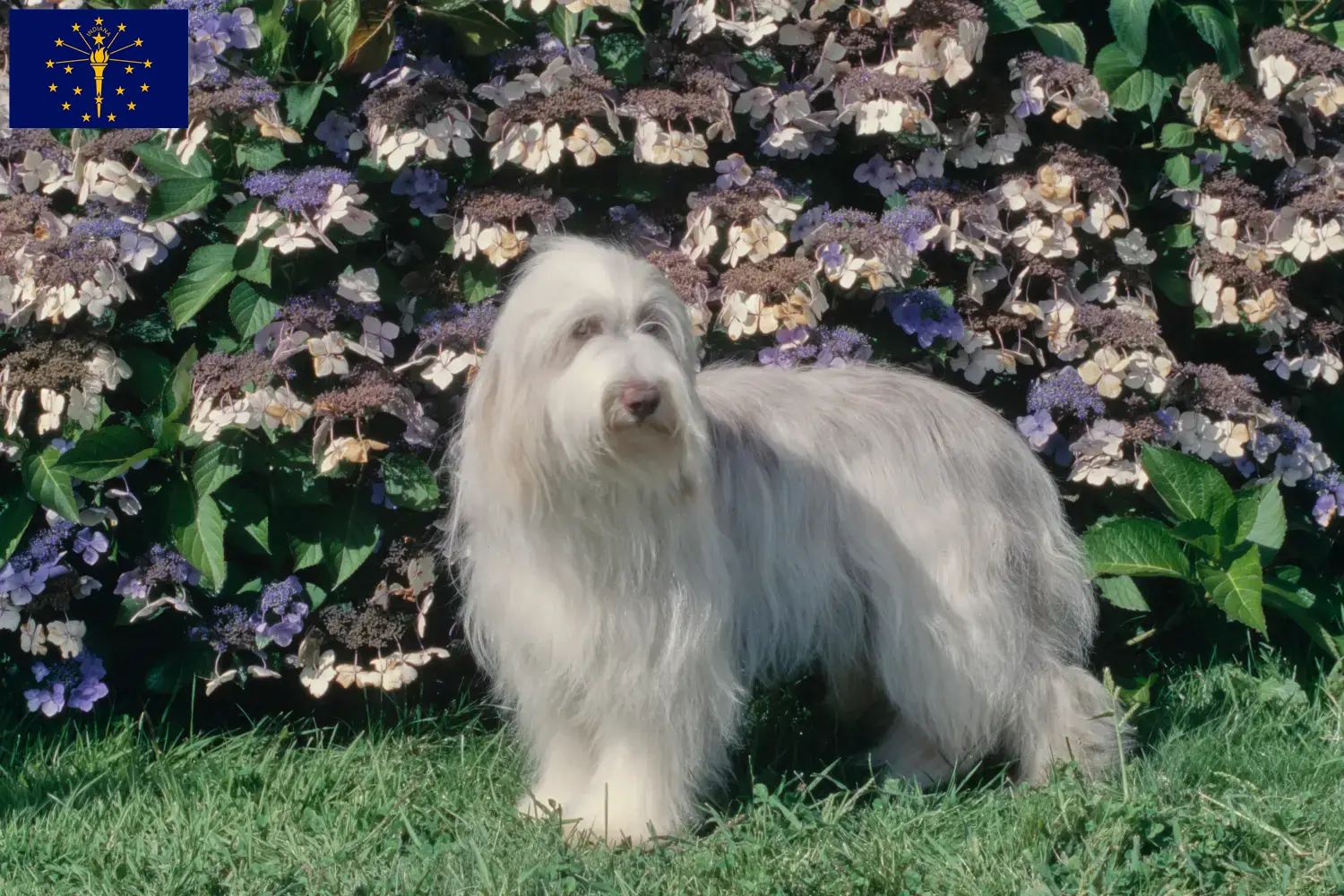 Bearded Collie puppies and breeders Indiana Find Bearded Collies breeders in Indiana.