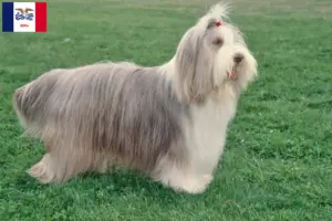 Read more about the article Bearded Collie breeders and puppies in Iowa