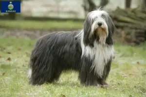 Read more about the article Bearded Collie breeders and puppies in Kansas