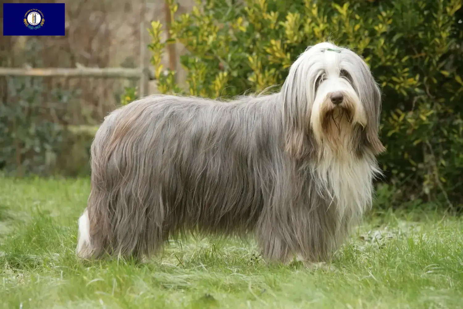 Bearded Collie puppies and breeders Kentucky Find Bearded Collies breeders in Kentucky.