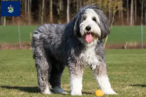 Read more about the article Bearded Collie breeders and puppies in Maine