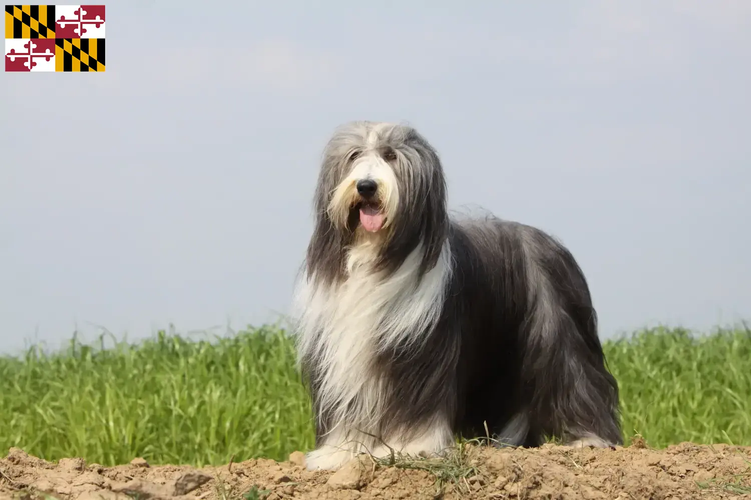 Bearded Collie puppies and breeder Maryland Find Bearded Collies breeders in Maryland.