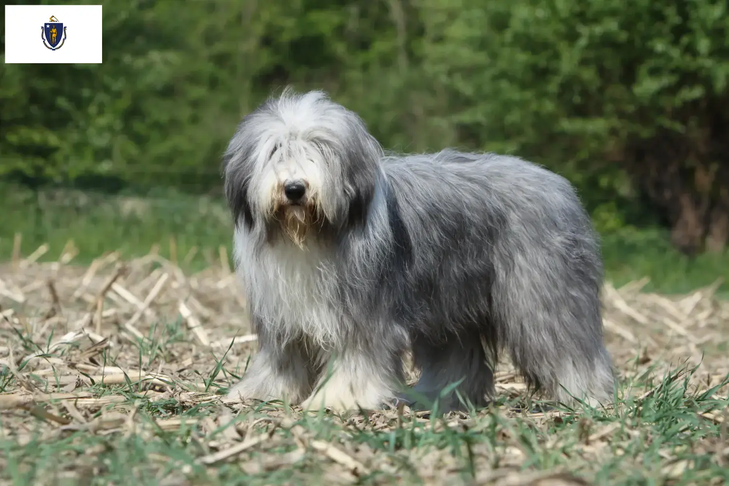 Read more about the article Bearded Collie breeders and puppies in Massachusetts